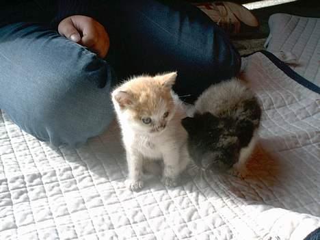 Blanding af racer Waltemar billede 10