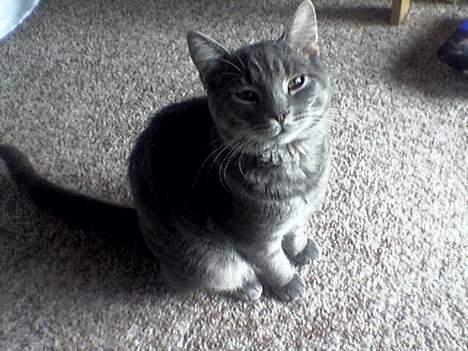 Blanding af racer Milo (R.I.P) billede 1