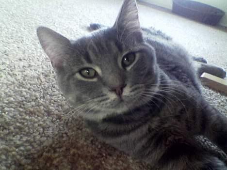 Blanding af racer Milo (R.I.P) billede 2