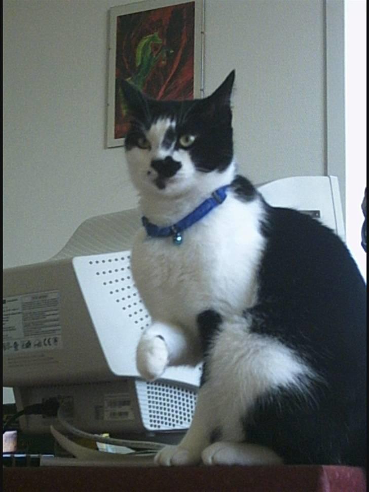 Huskat Plet - Ahh det er dejligt... Vil du ikke nok blive ved far!! billede 4