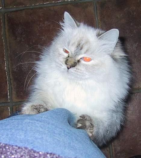 Ragdoll Chickabee billede 1