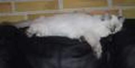 Ragdoll Chickabee - Tar lige en lille slapper billede 2