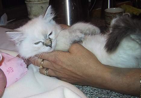 Ragdoll Chickabee - Uuu det er dejligt at blive kælet..! billede 3