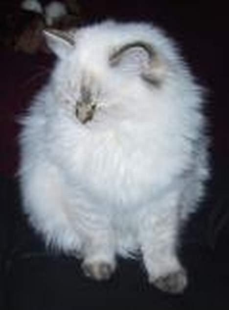 Ragdoll Chickabee - HEj billede 4