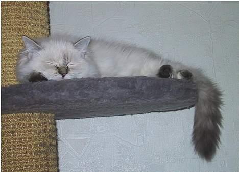 Ragdoll Chickabee - et er dejlig med en lur her hvor man kan se alt.. billede 5