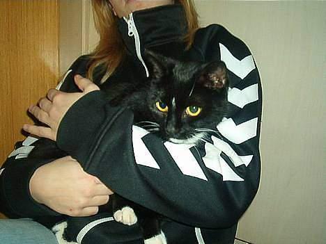 Blanding af racer Trunte (død) billede 2