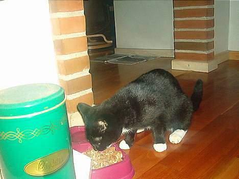 Blanding af racer Trunte (død) billede 3