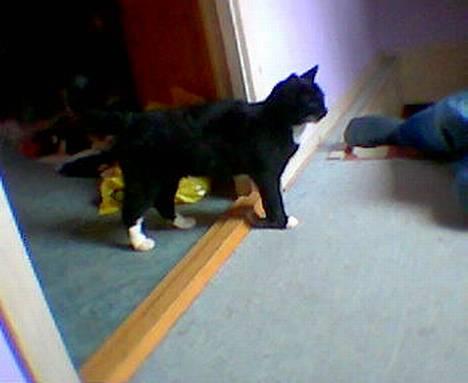 Blanding af racer Trunte (død) - Nu kommer jeg lige igen!! billede 4