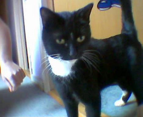 Blanding af racer Trunte (død) - Se lige  mig!! billede 5