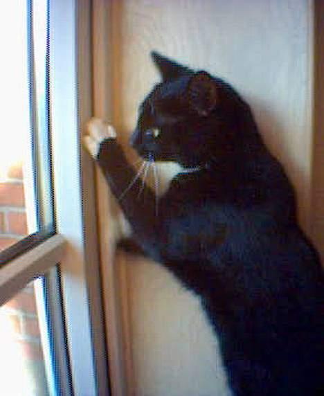 Blanding af racer Trunte (død) billede 6