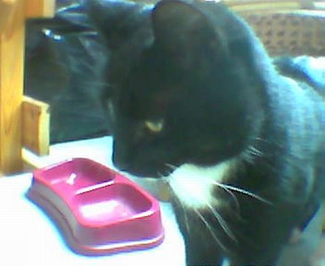 Blanding af racer Trunte (død) - Ahh... Den kan man klø sig op ad!! billede 7