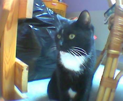 Blanding af racer Trunte (død) - Hej Kim!! billede 8