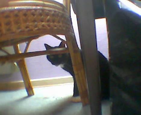 Blanding af racer Trunte (død) - Kuk kuk!!! billede 9