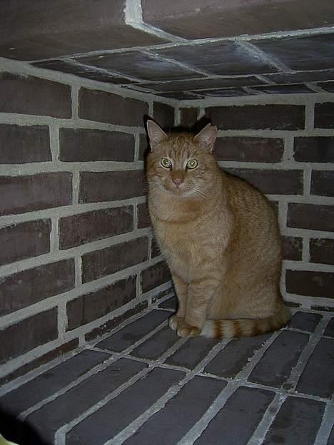 Blanding af racer Whiskas (forsvundet) - whiskas gemmer sig i pejsen billede 1