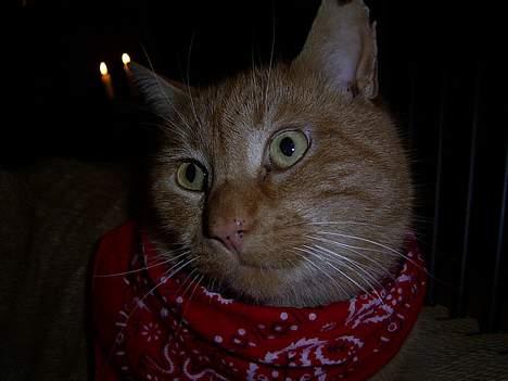 Blanding af racer Whiskas (forsvundet) - jeg ved godt jeg er pæn men behøver du at tage billeder af mig hele tiden billede 2