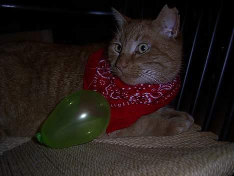 Blanding af racer Whiskas (forsvundet) billede 3