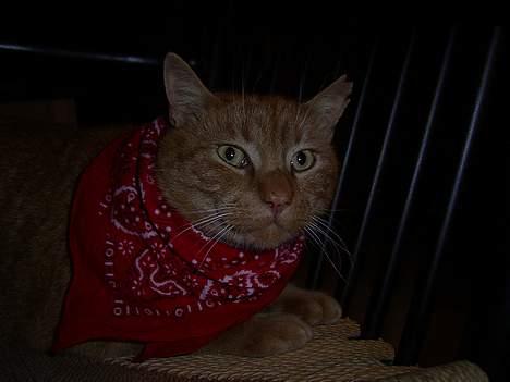 Blanding af racer Whiskas (forsvundet) billede 4