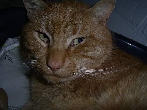 Blanding af racer Whiskas (forsvundet) - holder du snart op med at tage bileder af mig billede 5