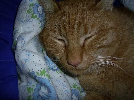 Blanding af racer Whiskas (forsvundet) - Zzzzzzzzzzzzzzzzzzzzzzzzzz billede 6