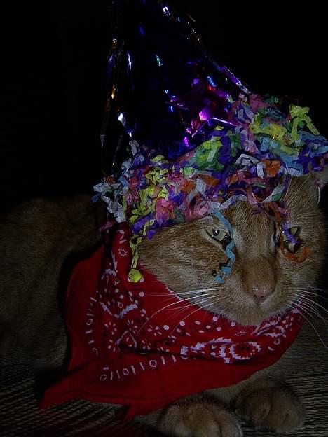 Blanding af racer Whiskas (forsvundet) - så er der fest billede 7