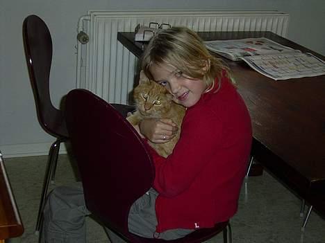 Blanding af racer Whiskas (forsvundet) billede 8