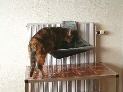 Blanding af racer Matilde - Hvem har ligget i min radiatorseng??? billede 10