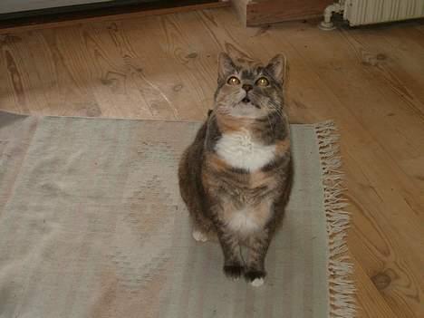 Blanding af racer Matilde - Har du noget godt??? billede 9