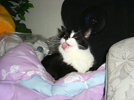 Blanding af racer Gismo billede 1