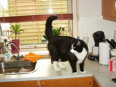 Blanding af racer Gismo billede 2