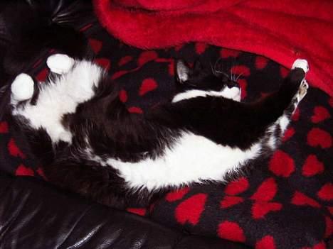 Blanding af racer Gismo billede 3