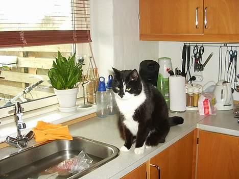 Blanding af racer Gismo billede 4