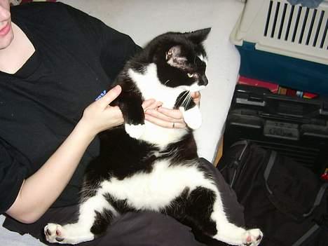 Blanding af racer Gismo billede 6