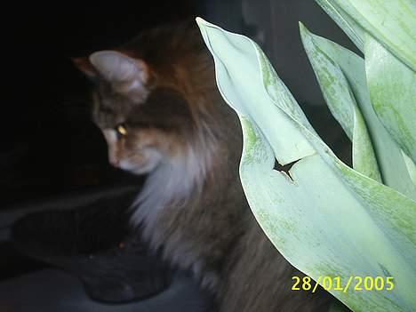 Norsk Skovkat My Joys Alberte - jeg er lige her ss billede 9