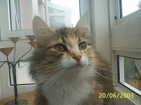 Norsk Skovkat My Joys Alberte - hej er lige her billede 7