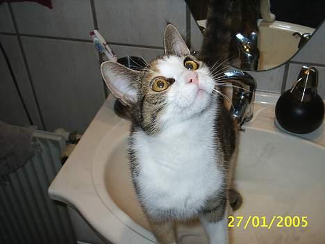 Blanding af racer Trunte billede 2