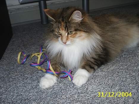 Norsk Skovkat My Joys Alberte - nytårs festen billede 5