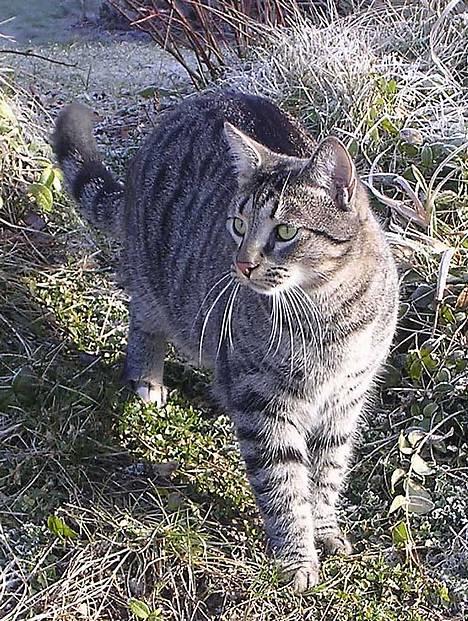 Blanding af racer Misse  billede 1