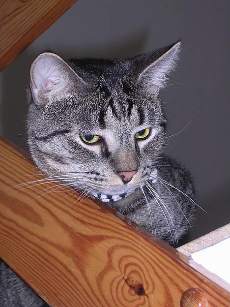 Blanding af racer Misse  - Jeg ved at der er en hund på besøg neden for trappen, holder lige øje med det !! billede 2