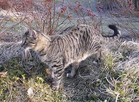 Blanding af racer Misse  - Er jeg ikke smuk her.  !!! billede 3