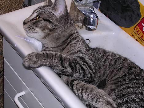 Blanding af racer Misse  - Det er dejligt at ligge her i håndvasken.. billede 4