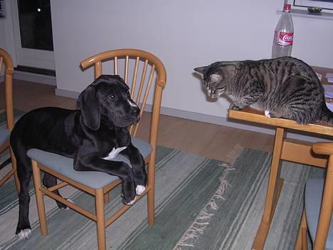 Blanding af racer Misse  - Her oppe kan jeg rigtig drille Bertram uden at han kan nå mig..  Miaaaav    ;o) billede 5