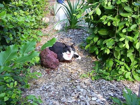 Blanding af racer Gismo billede 7