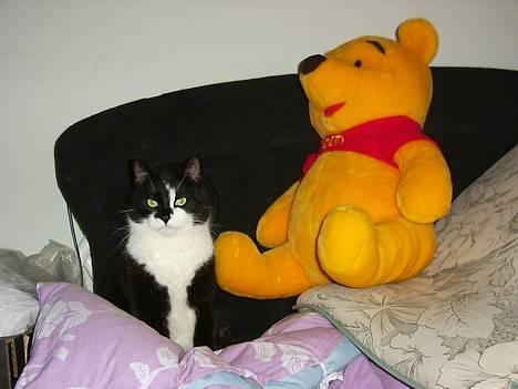 Blanding af racer Gismo billede 8