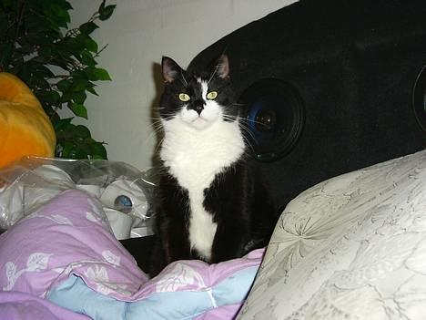 Blanding af racer Gismo billede 9