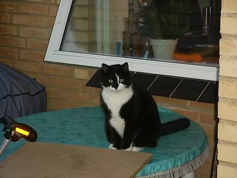 Blanding af racer Gismo billede 10