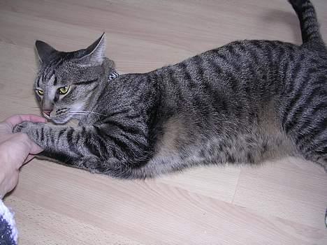 Blanding af racer Misse  - Tror nok at jeg er en farlig tiger!!! billede 6