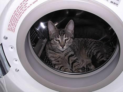 Blanding af racer Misse  - Her ligger jeg godt... billede 7