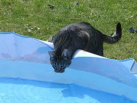 Blanding af racer Misse  - Hvad er det her, uhmmm vand..  ;o) billede 8