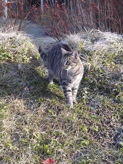 Blanding af racer Misse  - ;o) billede 9