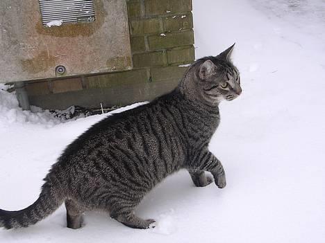 Blanding af racer Misse  - Uhaaa det er lidt farligt med alt det sne.. billede 10